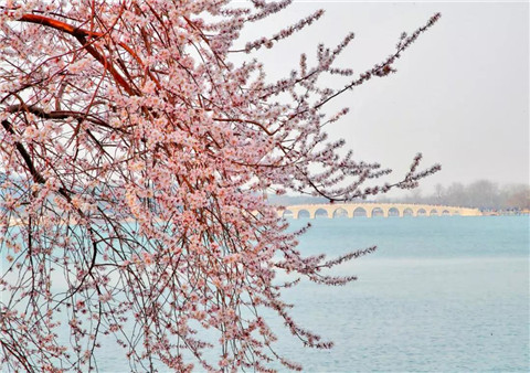赏花2.jpg