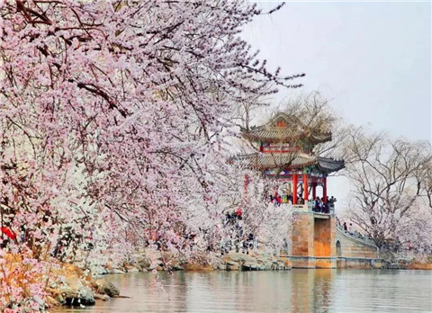 赏花3.jpg