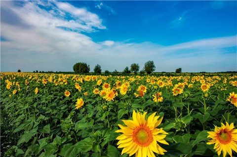 新疆旅游有哪些不一样的体验_新疆旅游有什么特色_青岛青年国旅
